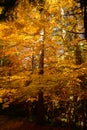 Autumn in the forest of the Carpathian mountains, Romania landscape Royalty Free Stock Photo