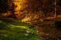 Autumn in the forest of the Carpathian mountains, Romania landscape Royalty Free Stock Photo