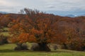 Autumn forest in the central italian apennines, Marche region