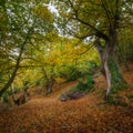 Autumn forest in Cervantes