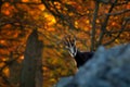 Autumn forest with Chamois on the hill, orange trees in background, Studenec hill, Czech Republic. Wildlife scene with animal