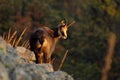 Autumn forest with Chamois on the hill, orange trees in background, Studenec hill, Czech Republic. Wildlife scene with animal