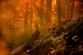 Autumn forest with Chamois on the hill, orange trees in background, Studenec hill, Czech Republic. Wildlife scene with animal