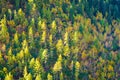 Autumn forest Chitkul Sangla Valley