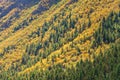 Autumn forest Chitkul Sangla Valley