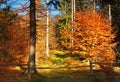 Autumn forest. Closed way with old wooden fence and bar. Colorful leaves on trees, Royalty Free Stock Photo