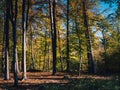 Autumn forest with colorful leaves