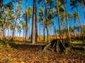 Autumn forest with colorful leaves