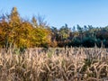 Autumn forest with colorful leaves