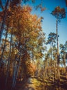 Autumn forest with colorful leaves