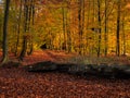 Autumn forest with colorful leaves