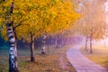 Birch trees alley in autumn dawn Royalty Free Stock Photo