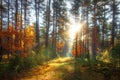 Autumn forest. Colorful nature landscape in sunny october day Royalty Free Stock Photo