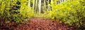 Autumn forest with colorful trees, bushes and a road covered with fallen leaves Royalty Free Stock Photo