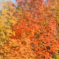 Autumn Forest Colorful Trees and Leafs, Background Autumn Trees, Autumn Texture Pattern Royalty Free Stock Photo