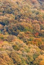 Autumn Forest Colorful Trees and Leafs, Background Autumn Trees, Autumn Texture Pattern Royalty Free Stock Photo