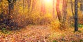 Autumn forest with colorful trees and a road covered with fallen leaves. Beauty in nature Royalty Free Stock Photo