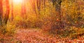 Autumn forest with colorful trees and a road covered with fallen leaves during sunset. Beauty in nature Royalty Free Stock Photo