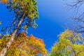 Autumn forest Royalty Free Stock Photo