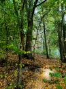 autumn forest colors dry leaves naturephotography Royalty Free Stock Photo