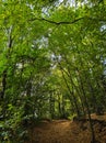 autumn forest colors dry leaves naturephotography Royalty Free Stock Photo