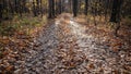 Autumn forest with country road. Colorful landscape with trees, rural road, orange and red leaves, sun in fall. Autumn Royalty Free Stock Photo