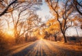 Autumn forest with country road at sunset. Trees in fall Royalty Free Stock Photo