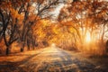Autumn forest with country road at sunset. Trees in fall Royalty Free Stock Photo