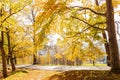 Autumn forest with country road at sunset. Colorful landscape with trees, rural road, orange and red leaves, sun in fall. Travel. Royalty Free Stock Photo