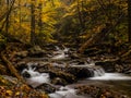 Autumn forest creek Royalty Free Stock Photo