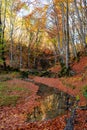 Autumn forest creek Royalty Free Stock Photo