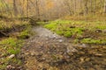 Autumn Forest Creek Royalty Free Stock Photo