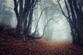 Autumn forest Royalty Free Stock Photo