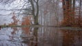 Autumn forest with dark bizarre trees and partly with brown autumn leaves are reflected in a large puddle Royalty Free Stock Photo