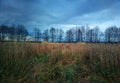 Autumn forest in daylight landscape background