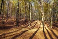 Autumn forest, deciduous beech trees, Chriby, Czechia Royalty Free Stock Photo