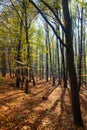 Autumn forest, deciduous beech trees, Chriby, Czechia Royalty Free Stock Photo