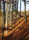 Autumn forest, deciduous beech trees, Chriby, Czechia Royalty Free Stock Photo