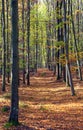 Autumn forest, deciduous beech trees, Chriby, Czechia Royalty Free Stock Photo