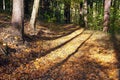 Autumn forest, deciduous beech trees woodland, Chriby Royalty Free Stock Photo