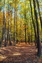 Autumn forest, deciduous beech trees woodland, Chriby Royalty Free Stock Photo