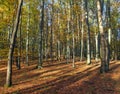 Autumn forest, deciduous beech trees woodland, Chriby Royalty Free Stock Photo