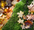 Autumn forest detail - Moss and leaves on stone