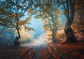 Autumn forest with dirty road in fog. Trees in fall