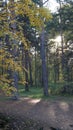 Autumn forest in september