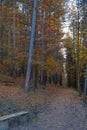 Autumn forest in the evening during sunset close-up. Lonely wooden bench. Natural background. Tree barks. Coniferous forest Royalty Free Stock Photo