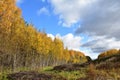 In the autumn forest extraordinarily beautiful and enchanting time of the year clearing the hill blue sky with gray clouds low abo