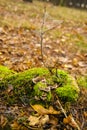Speder`s web and mushroom in the forest Royalty Free Stock Photo