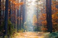 Fall forest. Autumn forest with sunlight. Royalty Free Stock Photo