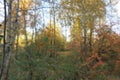 Blurred background. The forest in autumn colors. Royalty Free Stock Photo
